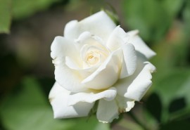 znaczenie snu Białe róże