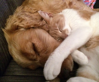 znaczenie snu Pies i kot